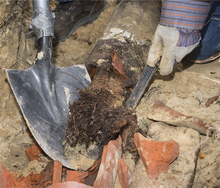 Tree roots coming out of a pipe system, person with a shovel and machete taking out roots from pipe